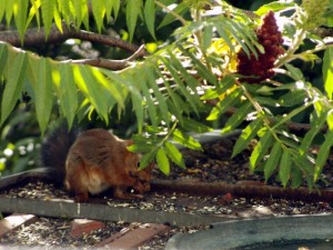 Rubrique du dimanche : « Les animaux à table chez Bernard L’oiseau » Voir la vidéo