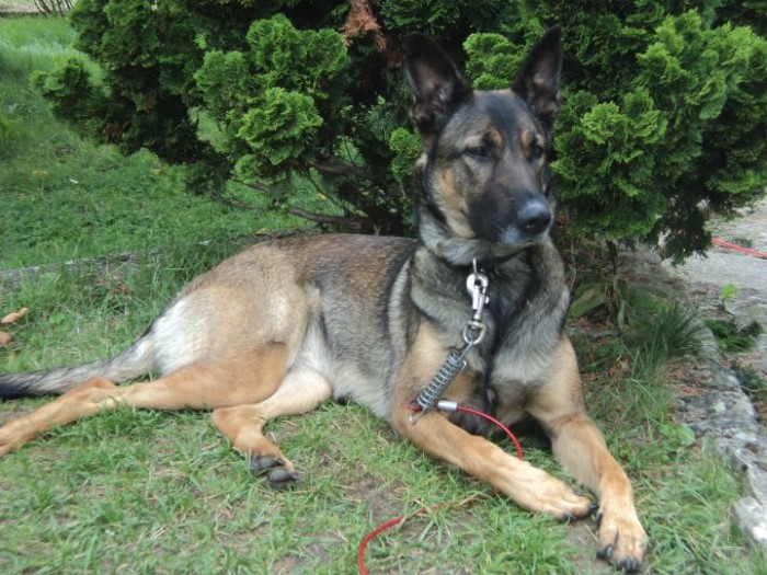 chien perdu 2502132