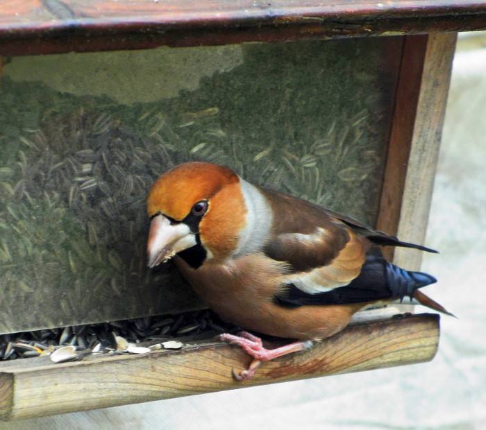 oiseau 1302133