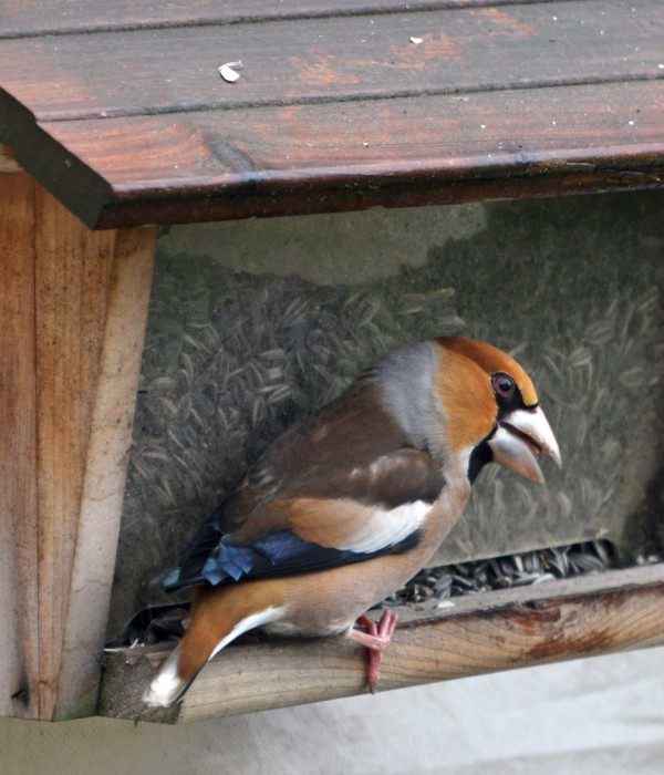 oiseau 1302134