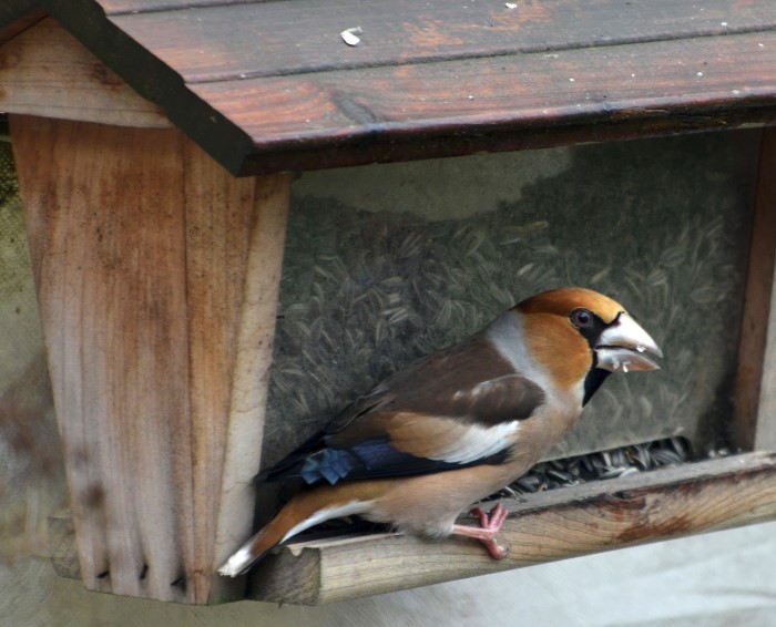 oiseau 1302135