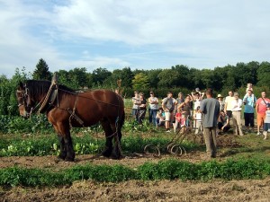 Association « Le panier du coin »