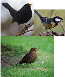 Des nouvelles de Bernard l&rsquo;oiseau
