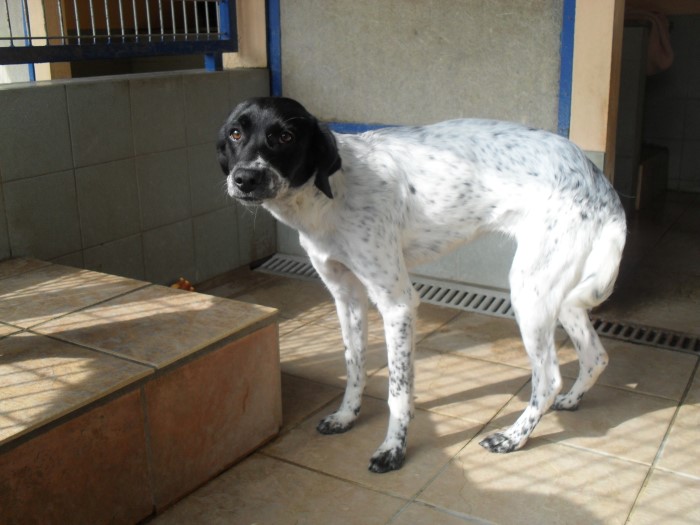 SPA 4 PATTES 0704133