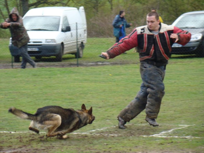 canin montceau 2604135