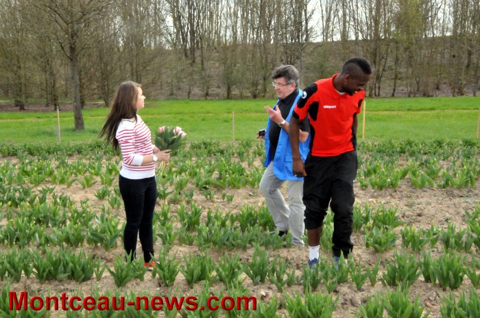 fcmb tulipes 1704132