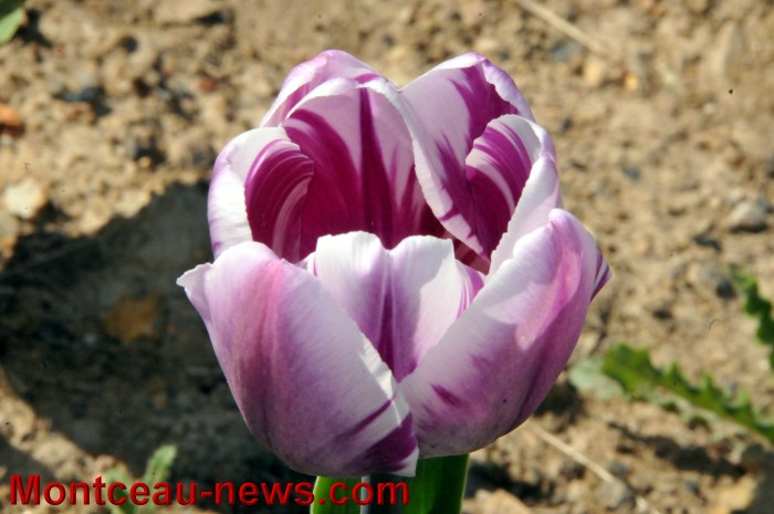 inno tulipes 2504134