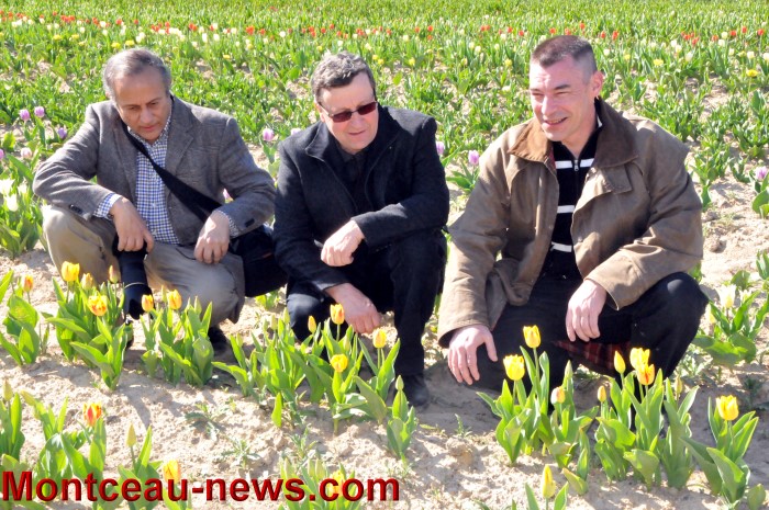 inno tulipes 2504138