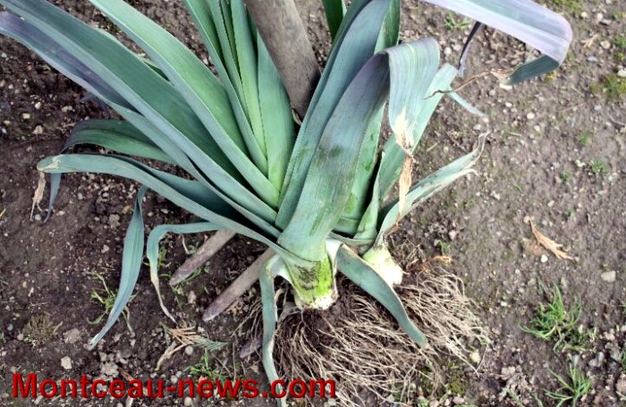 dujardin 0305134