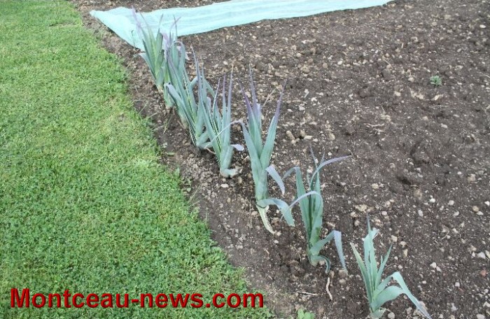 dujardin 0305135