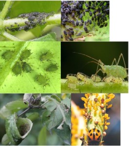 Rubrique du vendredi par « Michel Du Jardin »