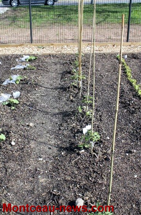 jardin partagee 03051310
