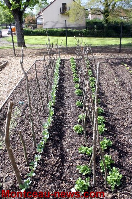 jardin partagee 03051311