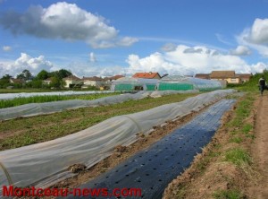 Un jeune maraîcher passionné (Saint-Berain-sous-Sanvignes)
