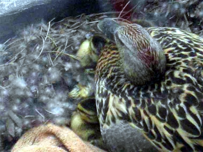 oiseaux 1505133