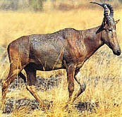 afrique 07061312