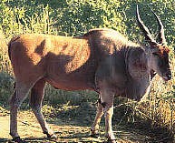 afrique 07061314