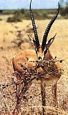 afrique 0706133