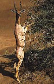 afrique 0706134