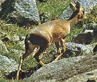 afrique 0706135