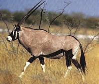 afrique 0706136