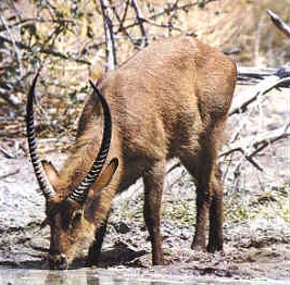 afrique 0706138