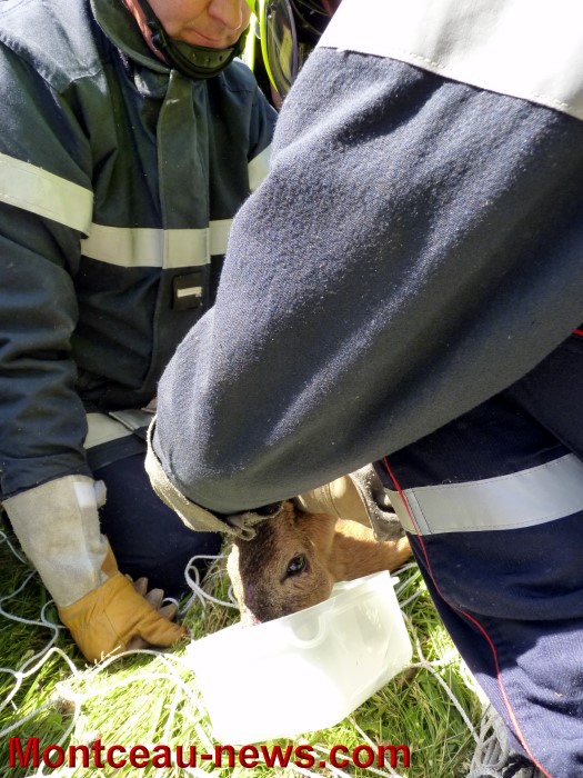 cerf 20061311