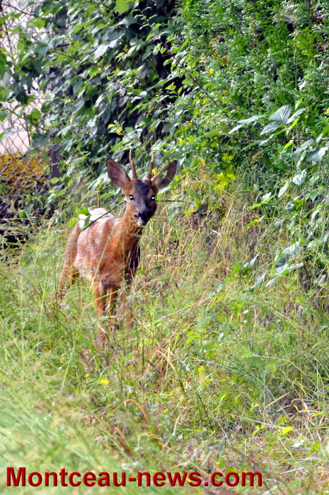 cerf 2006132