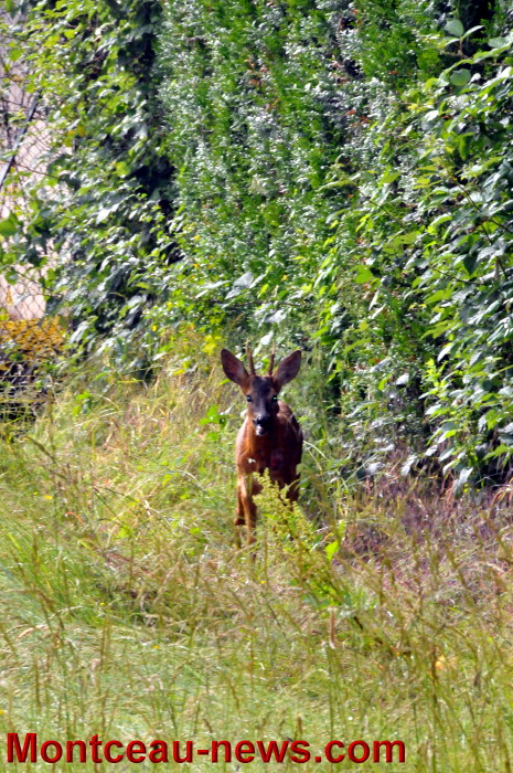 cerf 2006133