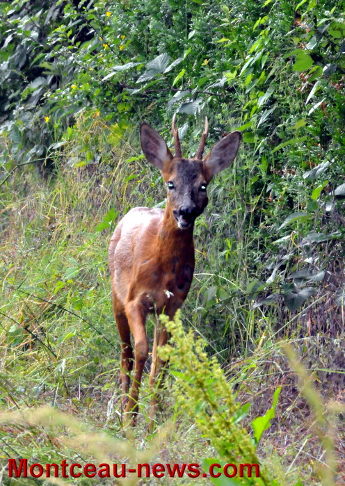 cerf 2006134