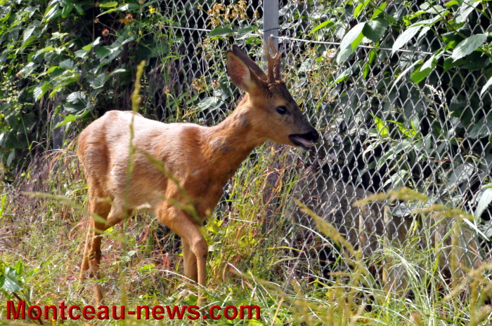 cerf 2006135