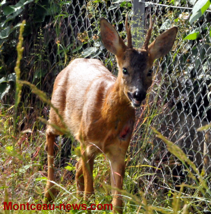 cerf 2006136