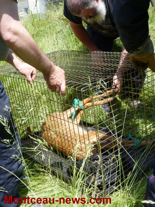 cerf 2006138
