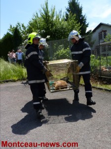 Chevreuil en plein centre ville à Montceau-les-Mines