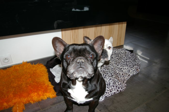 chien perdu 2406132