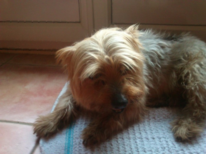 chien trouve 2506132