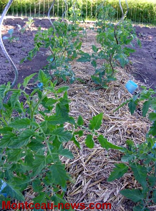 jardin 2106132