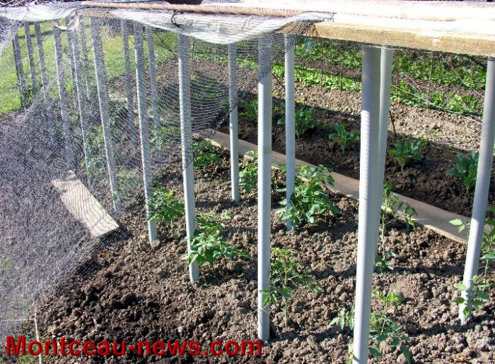 jardin 2106133