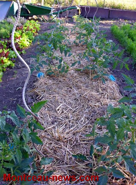 jardin 2106135