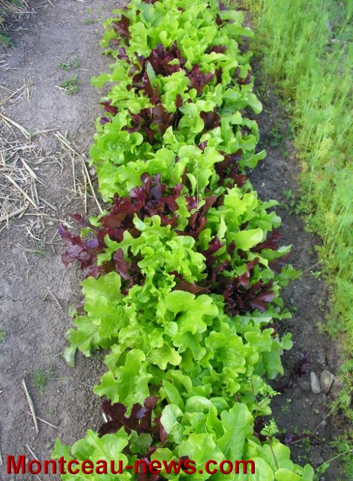 jardin 2606134
