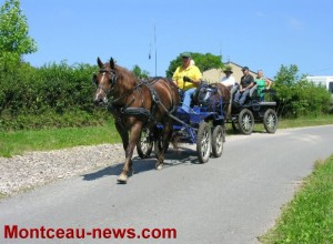 Chevaux de trait