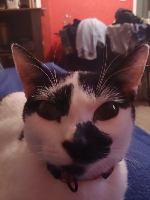 chat perdu 2507132