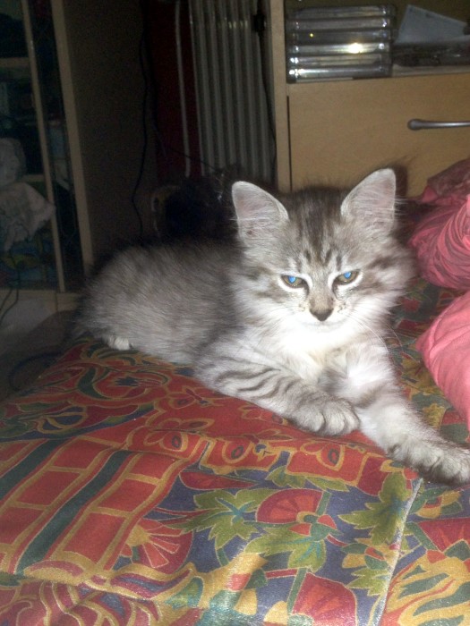 chat perdu 3007133