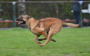 Education Sport Canin Montcellien
