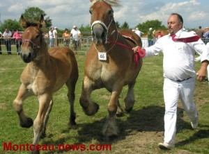 Concours de chevaux de trait (Blanzy)