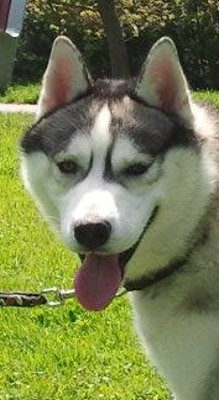 chien perdu 2008132