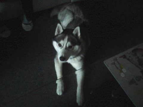 chien perdu 2008133