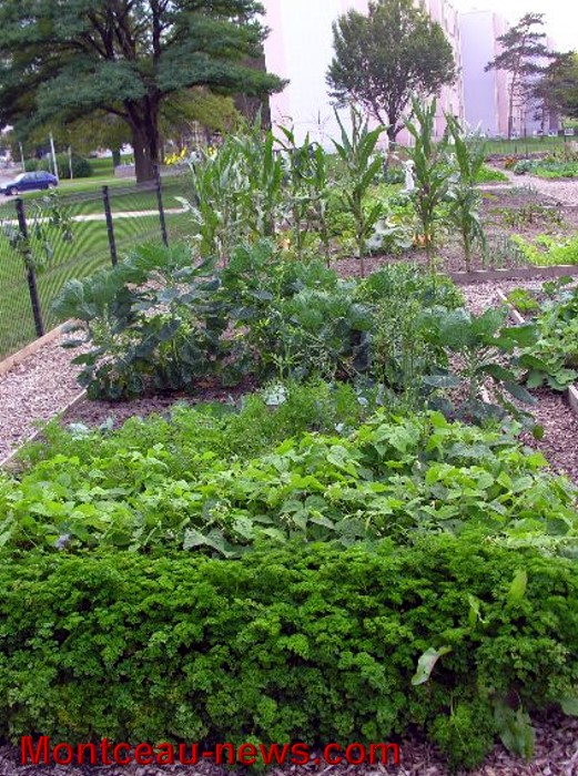 jardin partagee 2609133