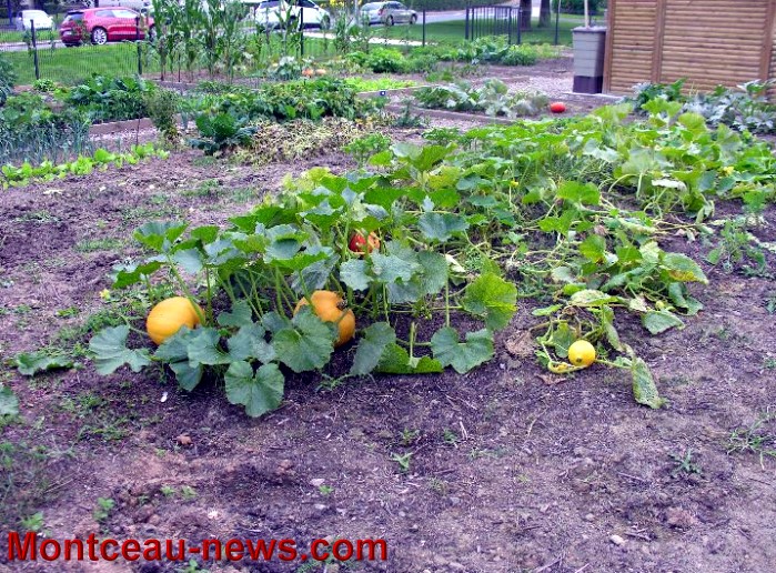 jardin partagee 2609136