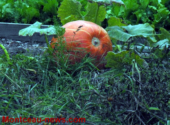 jardin partagee 2609137